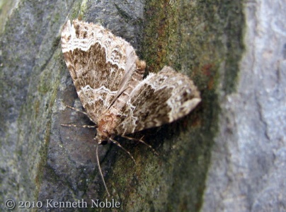 Devon carpet (Lampropteryx otregiata) Kenneth Noble